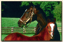 Personalized Grazing Horses Sign