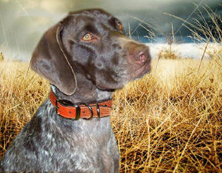 Torino Dog Collar, Metallic Tejus Lizard,CUSTOM ORDER,Medium