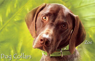 Torino Dog Collar, Metallic Tejus Lizard, CUSTOM ORDER, SMALL